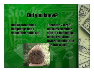 Did you know?
 Unlike porcupines,
hedgehogs don’t
shoot their quills out.
 There are 2 large
muscles on either
side of a hedgehogs
back to raise and
lower the quills and
curl into a ball
 