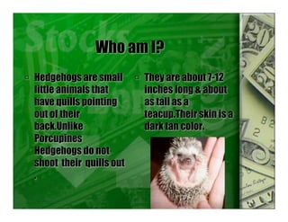 Who am I?
 Hedgehogs are small
little animals that
have quills pointing
out of their
back.Unlike
Porcupines
Hedgehogs do not
shoot their quills out
.
 They are about 7-12
inches long & about
as tall as a
teacup.Their skin is a
dark tan color.
 