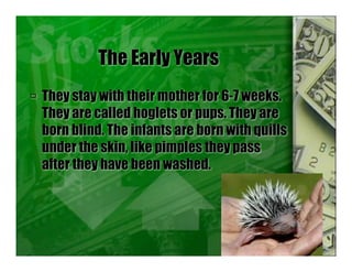 The Early Years
 They stay with their mother for 6-7 weeks.
They are called hoglets or pups. They are
born blind. The infants are born with quills
under the skin, like pimples they pass
after they have been washed.
 