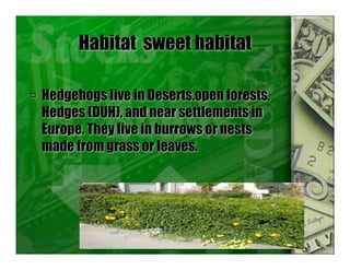 Habitat sweet habitat
 Hedgehogs live in Deserts,open forests,
Hedges (DUH), and near settlements in
Europe. They live in burrows or nests
made from grass or leaves.
 