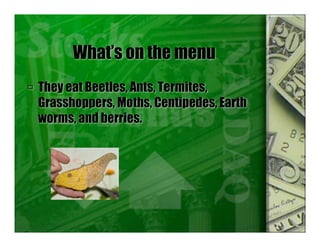 What’s on the menu
 They eat Beetles, Ants, Termites,
Grasshoppers, Moths, Centipedes, Earth
worms, and berries.
 