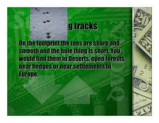 Making tracks
 On the footprint the toes are sharp and
smooth and the hole thing is short. You
would find them in Deserts, open forests,
near hedges or near settlements In
Europe.
 
