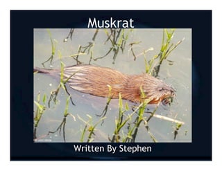 Muskrat




Written By Stephen
 