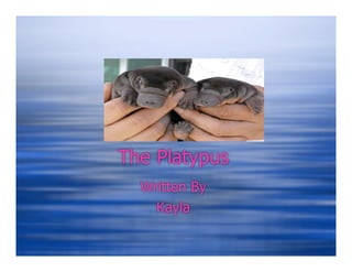 The Platypus
  Written By
    Kayla
 