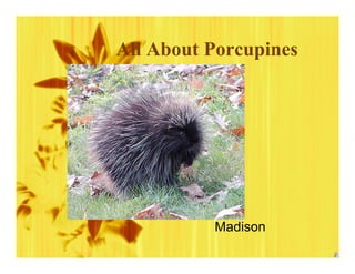 All About Porcupines




          Madison
 