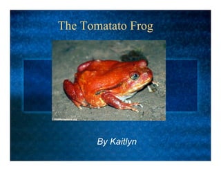 The Tomatato Frog




      By Kaitlyn
 