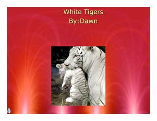 White Tigers
By:Dawn
 