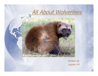 All About Wolverines




              Written By
              Kaylee #9
 