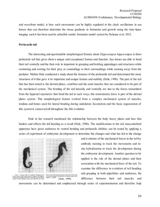 Research Proposal
#1356384
AUBIO438: Evolutionary Developmental Biology
10
and wavefront model, is how such movements can be highly regulated in the clock oscillations in sea
horses that can therefore determine the tissue gradients in formation and growth using the time-lapse
imaging such it has been used in zebrafish somite formation model system by Delaune et al. 2012.
Prehensile tail
The interesting and questionable morphological feature about Hippocampus hippocampus is there
prehensile tail that gives them a unique and exceptional feature and function. Sea horses are able to bend
their tail ventrally and the their role in important in grasping and holding appendages and structures while
swimming and waiting for their prey or camouflage to their surroundings while running away from the
predator. Melina Hale conducted a study about the features of the prehensile tail and determined the main
structures of it that gave it its important and unique feature and stability (Hale, 1996). The part of the tail
that has been tested is the dermal plates, vertebrae and the axial muscles that are considered to be part of
the mechanical system. The bending of the tail laterally and ventrally are due to the forces transmitted
from the hypaxial myomeres that bend the tail in such ways, this transmission force is part of the dermal
plates system. This morphological feature evolved from a complex mechanical system of muscles,
tendons and bones used for lateral bending during undulatory locomotion and the basic organization of
this system is conserved all throughout the fish evolution.
Hale in her research mentioned the relationship between the body heavy plates and how that
hinders and affects the tail bending as a result (Hale, 1996). The modifications to the tail muscoskeletal
apparatus have given seahorses its ventral bending and prehensile abilities can be tested by applying a
series of experiment of embryonic development to determine the changes and what has led to the change
and evolution of the mechanical forces in the tail by
antibody staining to track the movements and in-
situ hybridization to track the development during
the embryonic development. Another question to be
applied is the role of the dermal plates and their
association with the mechanical force of the tail. To
examine the difference in evolution of tail bending
and grasping in both pipefishes and seahorses, the
difference between their tail muscles and
movements can be determined and emphasized through series of experimentation and therefore help
(Hale, 1996)
 
