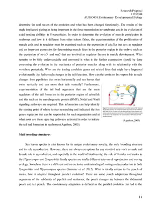 Research Proposal
#1356384
AUBIO438: Evolutionary Developmental Biology
11
determine the real reason of the evolution and what has been changed functionally. The results of the
study implicated plating as being important in the force transmission in vertebrates and in the evolution of
axial bending abilities in Syngnathidae. In order to determine the evolution of muscle complexion in
seahorses and how is it different from other teleost fishes, the experimentation of the proliferation of
muscle cells and its regulator must be examined such as the expression of cdc25a that acts as regulator
and an important expression for determining muscle fates in the posterior region in the embryo such as
the expression of myoD and myf5 that are involved as regulator factors in muscle development. What
remains to be fully understandable and answered is what is the further examination should be done
concerning the evolution in the mechanics of posterior muscles along with its relationship with the
vertebrae posteriorly. What are the leading candidate genes and related fates that might have happened
evolutionarily that led to such changes in the tail functions. How can the evolution be responsible in such
changes from pipefishes that swim horizontally and sea horses that
swim vertically and can move their tails ventrally? Furthermore,
experimentation of the tail bud organizers that are the main
regulators of the tail formation in the posterior region of zebrafish
and this such as the morphogenetic protein (BMP), Nodal and Wnt8
signaling pathways are required. This information can help identify
the starting point of where to start researching and indicated the hox
genes regulation that can be responsible for such organization and at
what point are these signaling pathways activated in order to initiate
the tail bud formation in sea horses (Agathon, 2003).
Mail brooding structures
Sea horses species is also known for its unique evolutionary novelty, the male brooding structure
and its role reproduction. However, there are always exceptions for any standard rule such as male and
female role in reproduction, and especially in the world of biodiversity; the role of females and males in
the Hippocampus and Syngnathids family species are totally different in terms of reproduction and mating
ecology. Somehow there is a different and an exclusive understanding of mating and reproduction in both
Syngnathids and Hippocampus species (Sommer et al. 2012). What is ideally unique to the pouch of
males, how it adapted throughout parallel evolution? There are some pouch adaptations throughout
organisms of the subfamily of pipefish and seahorses; the pouch changes are between the abdominal
pouch and tail pouch. This evolutionary adaptation is defined as the parallel evolution that led to the
(Agathon,2003)
 