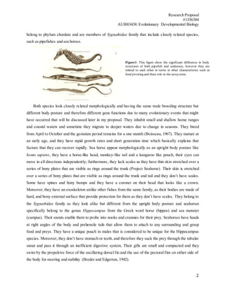 Research Proposal
#1356384
AUBIO438: Evolutionary Developmental Biology
2
belong to phylum chordate and are members of Sygnathidae family that include closely related species,
such as pipefishes and sea horses.
Both species look closely related morphologically and having the same male brooding structure but
different body posture and therefore different gene functions due to many evolutionary events that might
have occurred that will be discussed later in my proposal. They inhabit small and shallow home ranges
and coastal waters and sometime they migrate to deeper waters due to change in seasons. They breed
from April to October and the gestation period remains for a one month (Boisseau, 1967). They mature at
an early age, and they have rapid growth rates and short generation time which basically explains that
facture that they can recover rapidly. Sea horse appear morphologically as an upright body posture like
homo sapiens, they have a horse-like head, monkey-like tail and a kangaroo like pouch, their eyes can
move in all directions independently; furthermore, they lack scales as they have thin skin stretched over a
series of bony plates that are visible as rings around the trunk (Project Seahorse). Their skin is stretched
over a series of bony plates that are visible as rings around the trunk and tail and they don’t have scales.
Some have spines and bony bumps and they have a coronet on their head that looks like a crown.
Moreover, they have an exoskeleton unlike other fishes from the same family, as their bodies are made of
hard, and bony external surface that provide protection for them as they don’t have scales. They belong to
the Sygnathidae family as they look alike but different from the upright body posture and seahorses
specifically belong to the genus Hippocampus from the Greek word horse (hippos) and sea monster
(campus). Their snouts enable them to probe into nooks and crannies for their prey. Seahorses have heads
at right angles of the body and prehensile tails that allow them to attach to any surrounding and grasp
food and preys. They have a unique pouch in males that is considered to be unique for the Hippocampus
species. Moreover, they don’t have stomach or teeth, and therefore they suck the prey through the tubular
snout and pass it through an inefficient digestive system. Their gills are small and compacted and they
swim by the propulsive force of the oscillating dorsal fin and the use of the pectoral fins on either side of
the body for steering and stability (Breder and Edgerton, 1942).
Figure1: This figure show the significant difference in body
structures of both pipefish and seahorses, however they are
related to each other in terms in other characteristics such as
food pivoting and there role in the ecosystem.
 