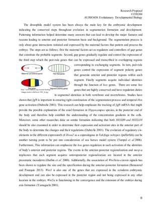 Research Proposal
#1356384
AUBIO438: Evolutionary Developmental Biology
8
The drosophila model system has been always the main key for the embryonic development
indicating the conserved steps throughout evolution in segmentation formation and development.
Patterning information helped determine many answers that can lead to develop the major features and
reasons leading to anterior and posterior formation basis and background. The segmentation process is
only about gene interactions initiated and expressed by the maternal factors that pattern and process the
embryo. The steps are as follows; first the maternal factors act as regulators and controllers of gap genes
that constitute the probable segments. Second, gap genes gradually regulate and control the expression of
the third step which the pair-rule genes that can be expressed and transcribed in overlapping regions
corresponding to exchanging segments. In turn, pair-rule
genes control the expression of segment polarity genes
that generate anterior and posterior regions within each
segment. Finally segments acquire individual identities
through the function of hox genes. There are some hox
genes that are highly conserved and have regulation duties
in segmental identities in both vertebrate and invertebrates. Studies have
shown that fgf8 is important in ensuring tight coordination of the segmentation process and temperal Hox
gene activation (Dubrulle 2001). This research can help emphasize the tracking of fgf8 mRNA that might
provide the possible explanation of the axial formation in Hippocampus species, in the posterior end of
the body and therefore help establish the understanding of the concentration gradients in the cells.
Moreover, some other researches done on somite formation indicating that both HOXB9 and HOXA10
should be also examined in order to determine their expression and activation sites in the anterior part of
the body to determine the changes and their regulations (Dubrelle 2001). The evolution of regulatory cis-
elements in the different expressionS of Hoxa2 as a coparalogous in Takifugu rubripes (pufferfish) can be
another turning point to be put into consideration of sea horses model system (Tumpel et al.2006).
Furthermore, This information can emphasize the hox genes regulation in such activation of the identities
of body’s anterior and posterior regions. The events in the anterior-posterior regionalization and mesp-a
implicates that each segment acquires anteroposterior regionalization are located in the anterior
presomatic mesoderm (Durbin et al. 2000). Additionally, the association of Wnt/beta-catenin signals has
been shown to regulate the size and the specification during the anterior-posterior formation (Benazeraf
and Pourquie 2013). Wnt3 is also one of the genes that are expressed in the ectoderm embryonic
development and can also be expressed in the posterior region and not being expressed in any other
location in the embryo; Wnt5a is functioning in the convergence and the extension of the embryo during
axis formation (Yamaguchi 2001).
http://www.learner.org/courses/biology
/images/archive/fullsize/1985_fs.jpg
 