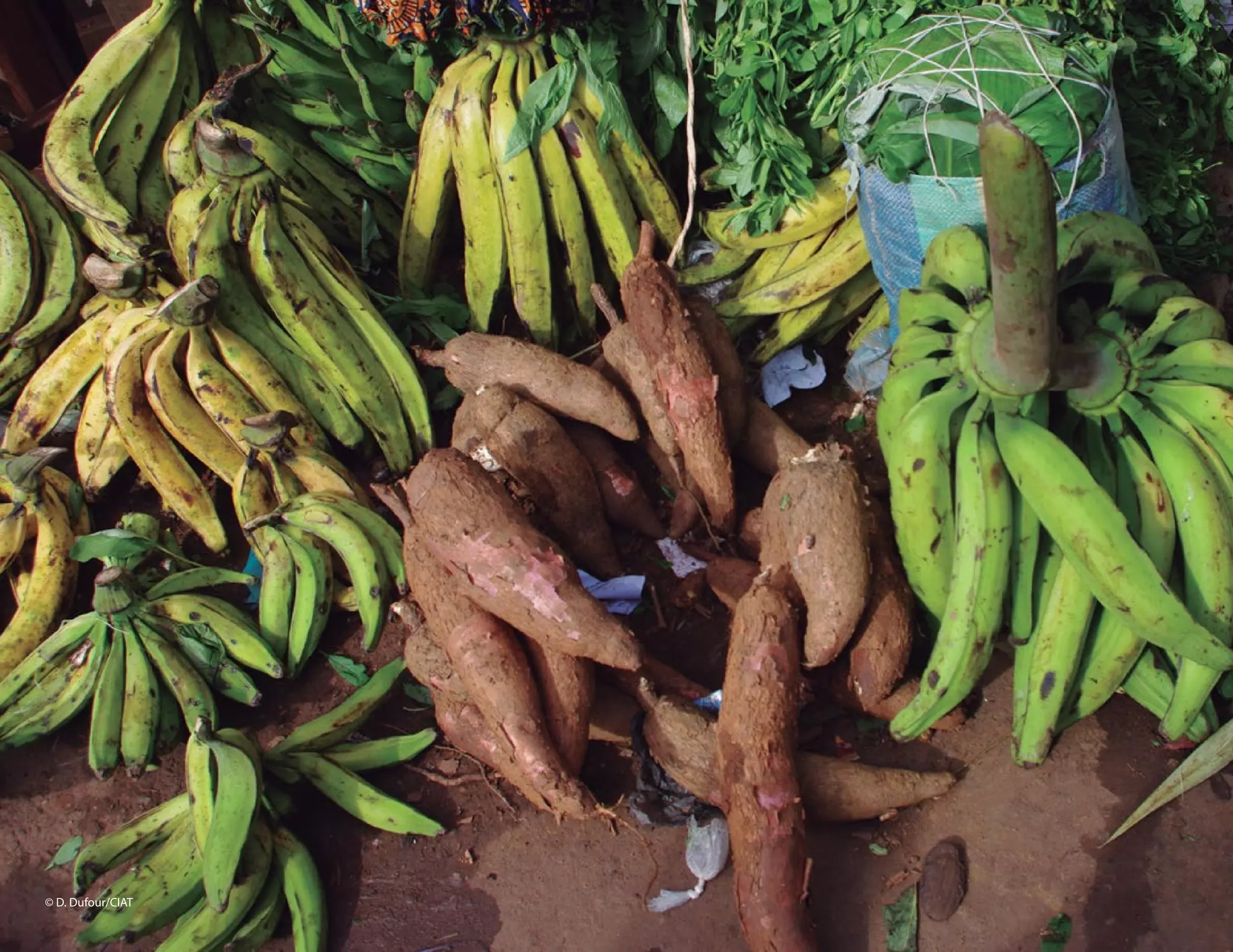 12© D. Dufour/CIAT
 