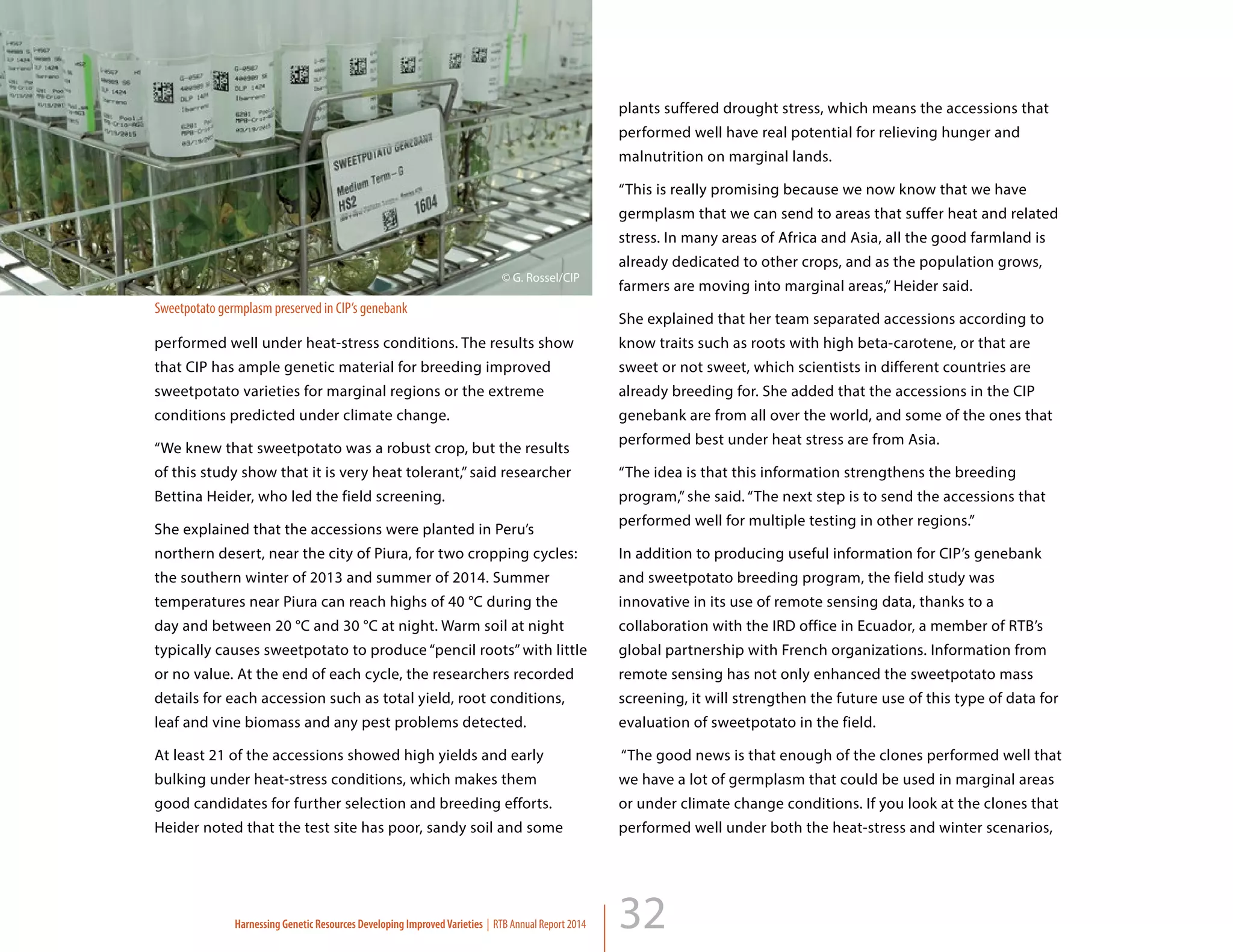 32
performed well under heat-stress conditions. The results show
that CIP has ample genetic material for breeding improved
sweetpotato varieties for marginal regions or the extreme
conditions predicted under climate change.
“We knew that sweetpotato was a robust crop, but the results
of this study show that it is very heat tolerant,” said researcher
Bettina Heider, who led the field screening.
She explained that the accessions were planted in Peru’s
northern desert, near the city of Piura, for two cropping cycles:
the southern winter of 2013 and summer of 2014. Summer
temperatures near Piura can reach highs of 40 °C during the
day and between 20 °C and 30 °C at night. Warm soil at night
typically causes sweetpotato to produce “pencil roots” with little
or no value. At the end of each cycle, the researchers recorded
details for each accession such as total yield, root conditions,
leaf and vine biomass and any pest problems detected.
At least 21 of the accessions showed high yields and early
bulking under heat-stress conditions, which makes them
good candidates for further selection and breeding efforts.
Heider noted that the test site has poor, sandy soil and some
plants suffered drought stress, which means the accessions that
performed well have real potential for relieving hunger and
malnutrition on marginal lands.
“This is really promising because we now know that we have
germplasm that we can send to areas that suffer heat and related
stress. In many areas of Africa and Asia, all the good farmland is
already dedicated to other crops, and as the population grows,
farmers are moving into marginal areas,” Heider said.
She explained that her team separated accessions according to
know traits such as roots with high beta-carotene, or that are
sweet or not sweet, which scientists in different countries are
already breeding for. She added that the accessions in the CIP
genebank are from all over the world, and some of the ones that
performed best under heat stress are from Asia.
“The idea is that this information strengthens the breeding
program,” she said. “The next step is to send the accessions that
performed well for multiple testing in other regions.”
In addition to producing useful information for CIP’s genebank
and sweetpotato breeding program, the field study was
innovative in its use of remote sensing data, thanks to a
collaboration with the IRD office in Ecuador, a member of RTB’s
global partnership with French organizations. Information from
remote sensing has not only enhanced the sweetpotato mass
screening, it will strengthen the future use of this type of data for
evaluation of sweetpotato in the field.
“The good news is that enough of the clones performed well that
we have a lot of germplasm that could be used in marginal areas
or under climate change conditions. If you look at the clones that
performed well under both the heat-stress and winter scenarios,
© G. Rossel/CIP
Sweetpotato germplasm preserved in CIP’s genebank
Harnessing Genetic Resources Developing ImprovedVarieties | RTB Annual Report 2014
 