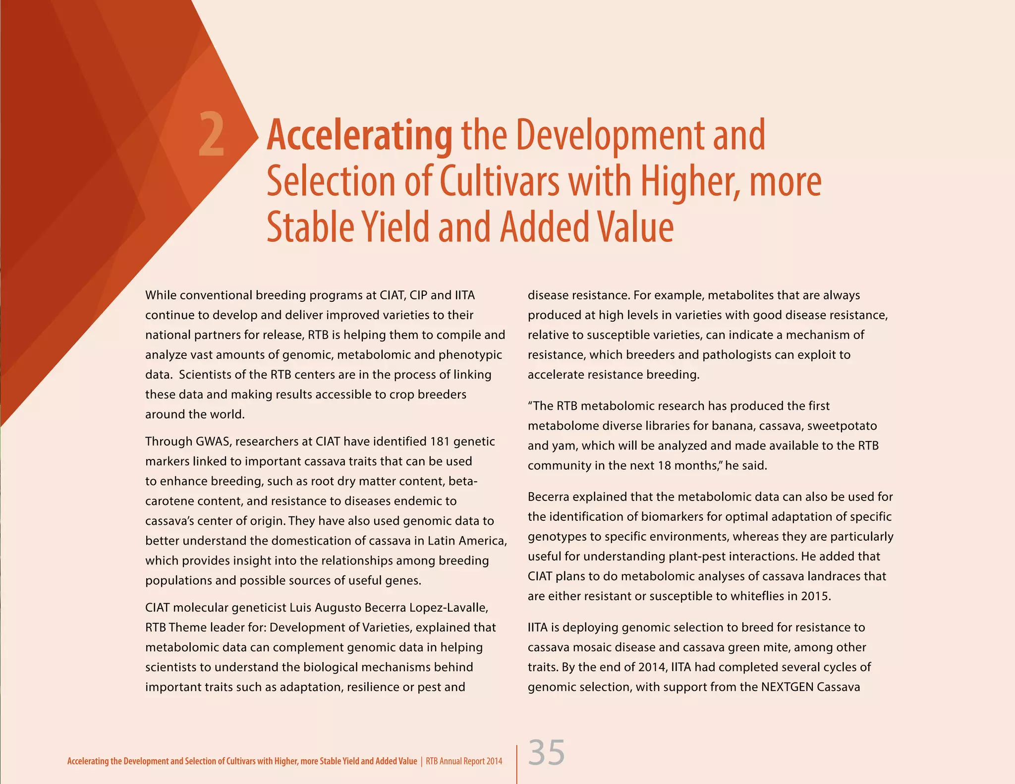 35
Accelerating the Development and
Selection of Cultivars with Higher, more
StableYield and AddedValue
2
disease resistance. For example, metabolites that are always
produced at high levels in varieties with good disease resistance,
relative to susceptible varieties, can indicate a mechanism of
resistance, which breeders and pathologists can exploit to
accelerate resistance breeding.
“The RTB metabolomic research has produced the first
metabolome diverse libraries for banana, cassava, sweetpotato
and yam, which will be analyzed and made available to the RTB
community in the next 18 months,” he said.
Becerra explained that the metabolomic data can also be used for
the identification of biomarkers for optimal adaptation of specific
genotypes to specific environments, whereas they are particularly
useful for understanding plant-pest interactions. He added that
CIAT plans to do metabolomic analyses of cassava landraces that
are either resistant or susceptible to whiteflies in 2015.
IITA is deploying genomic selection to breed for resistance to
cassava mosaic disease and cassava green mite, among other
traits. By the end of 2014, IITA had completed several cycles of
genomic selection, with support from the NEXTGEN Cassava
While conventional breeding programs at CIAT, CIP and IITA
continue to develop and deliver improved varieties to their
national partners for release, RTB is helping them to compile and
analyze vast amounts of genomic, metabolomic and phenotypic
data. Scientists of the RTB centers are in the process of linking
these data and making results accessible to crop breeders
around the world.
Through GWAS, researchers at CIAT have identified 181 genetic
markers linked to important cassava traits that can be used
to enhance breeding, such as root dry matter content, beta-
carotene content, and resistance to diseases endemic to
cassava’s center of origin. They have also used genomic data to
better understand the domestication of cassava in Latin America,
which provides insight into the relationships among breeding
populations and possible sources of useful genes.
CIAT molecular geneticist Luis Augusto Becerra Lopez-Lavalle,
RTB Theme leader for: Development of Varieties, explained that
metabolomic data can complement genomic data in helping
scientists to understand the biological mechanisms behind
important traits such as adaptation, resilience or pest and
Accelerating the Development and Selection of Cultivars with Higher, more StableYield and AddedValue | RTB Annual Report 2014 35
 
