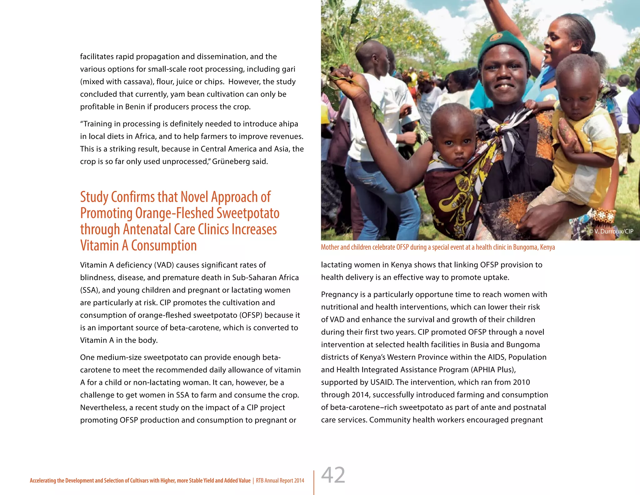 42
facilitates rapid propagation and dissemination, and the
various options for small-scale root processing, including gari
(mixed with cassava), flour, juice or chips. However, the study
concluded that currently, yam bean cultivation can only be
profitable in Benin if producers process the crop.
“Training in processing is definitely needed to introduce ahipa
in local diets in Africa, and to help farmers to improve revenues.
This is a striking result, because in Central America and Asia, the
crop is so far only used unprocessed,” Grüneberg said.
Study Confirms that Novel Approach of
Promoting Orange-Fleshed Sweetpotato
through Antenatal Care Clinics Increases
Vitamin A Consumption
Vitamin A deficiency (VAD) causes significant rates of
blindness, disease, and premature death in Sub-Saharan Africa
(SSA), and young children and pregnant or lactating women
are particularly at risk. CIP promotes the cultivation and
consumption of orange-fleshed sweetpotato (OFSP) because it
is an important source of beta-carotene, which is converted to
Vitamin A in the body.
One medium-size sweetpotato can provide enough beta-
carotene to meet the recommended daily allowance of vitamin
A for a child or non-lactating woman. It can, however, be a
challenge to get women in SSA to farm and consume the crop.
Nevertheless, a recent study on the impact of a CIP project
promoting OFSP production and consumption to pregnant or
lactating women in Kenya shows that linking OFSP provision to
health delivery is an effective way to promote uptake.
Pregnancy is a particularly opportune time to reach women with
nutritional and health interventions, which can lower their risk
of VAD and enhance the survival and growth of their children
during their first two years. CIP promoted OFSP through a novel
intervention at selected health facilities in Busia and Bungoma
districts of Kenya’s Western Province within the AIDS, Population
and Health Integrated Assistance Program (APHIA Plus),
supported by USAID. The intervention, which ran from 2010
through 2014, successfully introduced farming and consumption
of beta-carotene–rich sweetpotato as part of ante and postnatal
care services. Community health workers encouraged pregnant
Accelerating the Development and Selection of Cultivars with Higher, more StableYield and AddedValue | RTB Annual Report 2014
Mother and children celebrate OFSP during a special event at a health clinic in Bungoma, Kenya
© V. Durroux/CIP
 