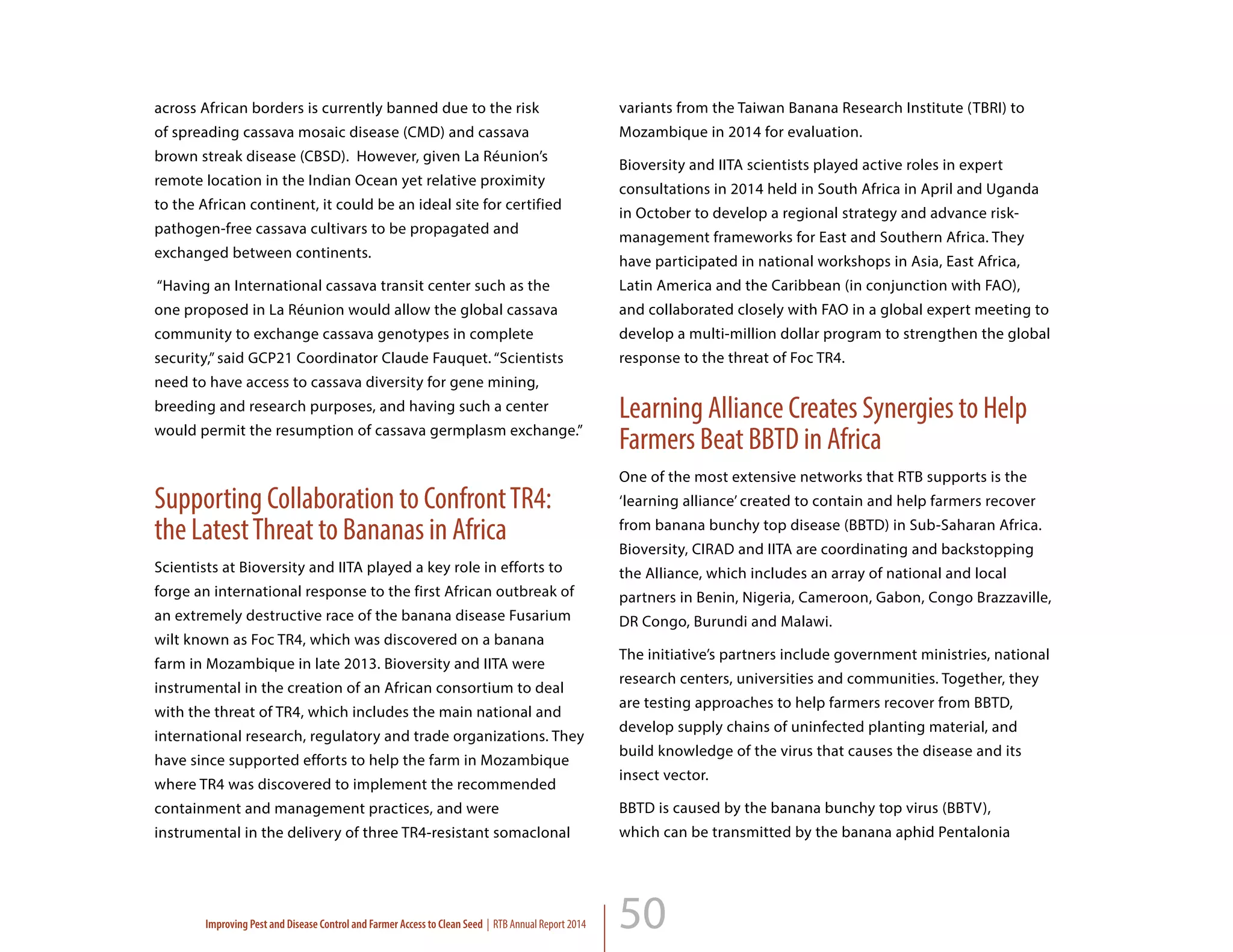 50
across African borders is currently banned due to the risk
of spreading cassava mosaic disease (CMD) and cassava
brown streak disease (CBSD). However, given La Réunion’s
remote location in the Indian Ocean yet relative proximity
to the African continent, it could be an ideal site for certified
pathogen-free cassava cultivars to be propagated and
exchanged between continents.
“Having an International cassava transit center such as the
one proposed in La Réunion would allow the global cassava
community to exchange cassava genotypes in complete
security,” said GCP21 Coordinator Claude Fauquet. “Scientists
need to have access to cassava diversity for gene mining,
breeding and research purposes, and having such a center
would permit the resumption of cassava germplasm exchange.”
Supporting Collaboration to ConfrontTR4:
the LatestThreat to Bananas in Africa
Scientists at Bioversity and IITA played a key role in efforts to
forge an international response to the first African outbreak of
an extremely destructive race of the banana disease Fusarium
wilt known as Foc TR4, which was discovered on a banana
farm in Mozambique in late 2013. Bioversity and IITA were
instrumental in the creation of an African consortium to deal
with the threat of TR4, which includes the main national and
international research, regulatory and trade organizations. They
have since supported efforts to help the farm in Mozambique
where TR4 was discovered to implement the recommended
containment and management practices, and were
instrumental in the delivery of three TR4-resistant somaclonal
variants from the Taiwan Banana Research Institute (TBRI) to
Mozambique in 2014 for evaluation.
Bioversity and IITA scientists played active roles in expert
consultations in 2014 held in South Africa in April and Uganda
in October to develop a regional strategy and advance risk-
management frameworks for East and Southern Africa. They
have participated in national workshops in Asia, East Africa,
Latin America and the Caribbean (in conjunction with FAO),
and collaborated closely with FAO in a global expert meeting to
develop a multi-million dollar program to strengthen the global
response to the threat of Foc TR4.
Learning Alliance Creates Synergies to Help
Farmers Beat BBTD in Africa
One of the most extensive networks that RTB supports is the
‘learning alliance’ created to contain and help farmers recover
from banana bunchy top disease (BBTD) in Sub-Saharan Africa.
Bioversity, CIRAD and IITA are coordinating and backstopping
the Alliance, which includes an array of national and local
partners in Benin, Nigeria, Cameroon, Gabon, Congo Brazzaville,
DR Congo, Burundi and Malawi.
The initiative’s partners include government ministries, national
research centers, universities and communities. Together, they
are testing approaches to help farmers recover from BBTD,
develop supply chains of uninfected planting material, and
build knowledge of the virus that causes the disease and its
insect vector.
BBTD is caused by the banana bunchy top virus (BBTV),
which can be transmitted by the banana aphid Pentalonia
Improving Pest and Disease Control and Farmer Access to Clean Seed | RTB Annual Report 2014
 