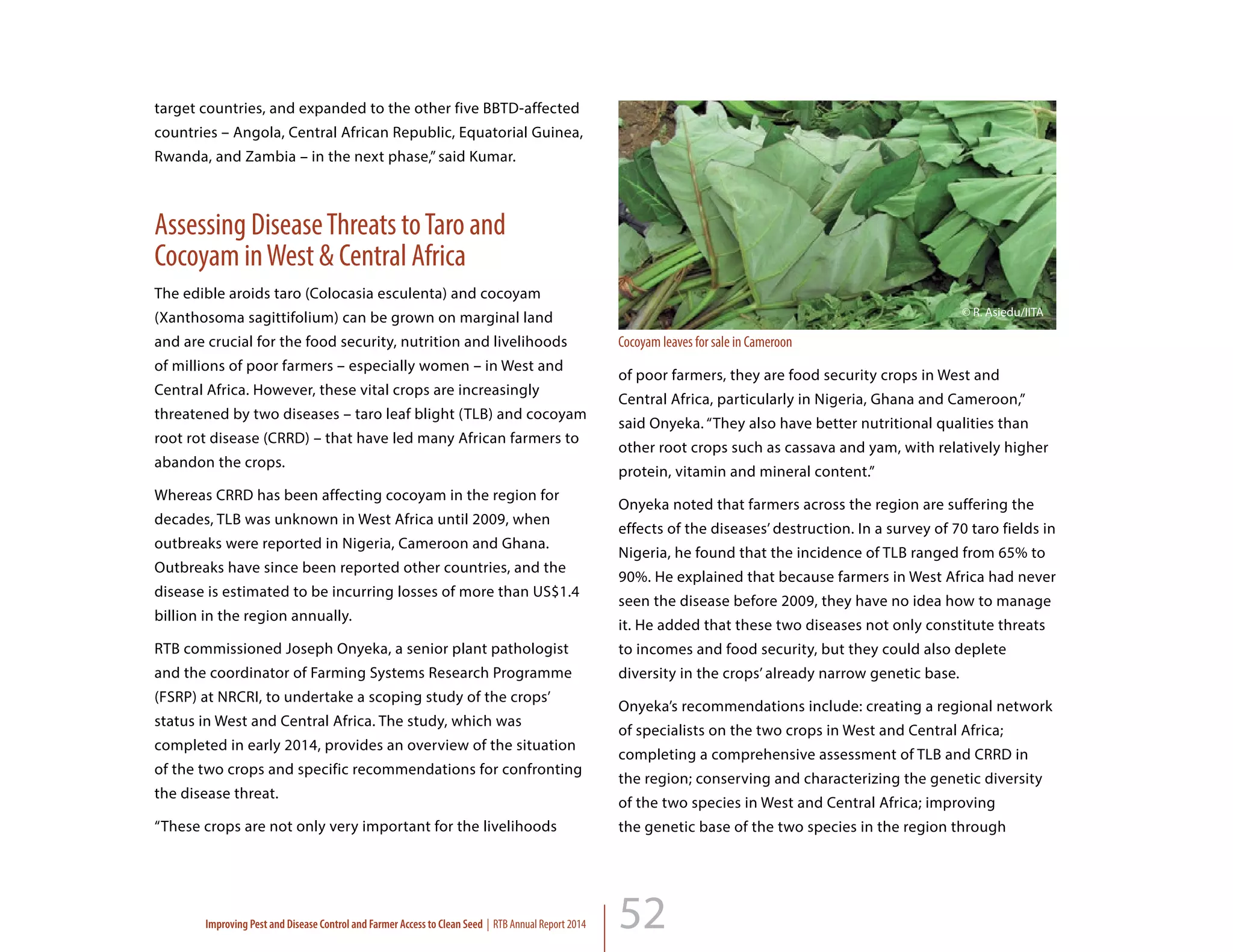 52
target countries, and expanded to the other five BBTD-affected
countries – Angola, Central African Republic, Equatorial Guinea,
Rwanda, and Zambia – in the next phase,” said Kumar.
Assessing DiseaseThreats toTaro and
Cocoyam inWest & Central Africa
The edible aroids taro (Colocasia esculenta) and cocoyam
(Xanthosoma sagittifolium) can be grown on marginal land
and are crucial for the food security, nutrition and livelihoods
of millions of poor farmers – especially women – in West and
Central Africa. However, these vital crops are increasingly
threatened by two diseases – taro leaf blight (TLB) and cocoyam
root rot disease (CRRD) – that have led many African farmers to
abandon the crops.
Whereas CRRD has been affecting cocoyam in the region for
decades, TLB was unknown in West Africa until 2009, when
outbreaks were reported in Nigeria, Cameroon and Ghana.
Outbreaks have since been reported other countries, and the
disease is estimated to be incurring losses of more than US$1.4
billion in the region annually.
RTB commissioned Joseph Onyeka, a senior plant pathologist
and the coordinator of Farming Systems Research Programme
(FSRP) at NRCRI, to undertake a scoping study of the crops’
status in West and Central Africa. The study, which was
completed in early 2014, provides an overview of the situation
of the two crops and specific recommendations for confronting
the disease threat.
“These crops are not only very important for the livelihoods
of poor farmers, they are food security crops in West and
Central Africa, particularly in Nigeria, Ghana and Cameroon,”
said Onyeka. “They also have better nutritional qualities than
other root crops such as cassava and yam, with relatively higher
protein, vitamin and mineral content.”
Onyeka noted that farmers across the region are suffering the
effects of the diseases’ destruction. In a survey of 70 taro fields in
Nigeria, he found that the incidence of TLB ranged from 65% to
90%. He explained that because farmers in West Africa had never
seen the disease before 2009, they have no idea how to manage
it. He added that these two diseases not only constitute threats
to incomes and food security, but they could also deplete
diversity in the crops’ already narrow genetic base.
Onyeka’s recommendations include: creating a regional network
of specialists on the two crops in West and Central Africa;
completing a comprehensive assessment of TLB and CRRD in
the region; conserving and characterizing the genetic diversity
of the two species in West and Central Africa; improving
the genetic base of the two species in the region through
Cocoyam leaves for sale in Cameroon
© R. Asiedu/IITA
Improving Pest and Disease Control and Farmer Access to Clean Seed | RTB Annual Report 2014
 