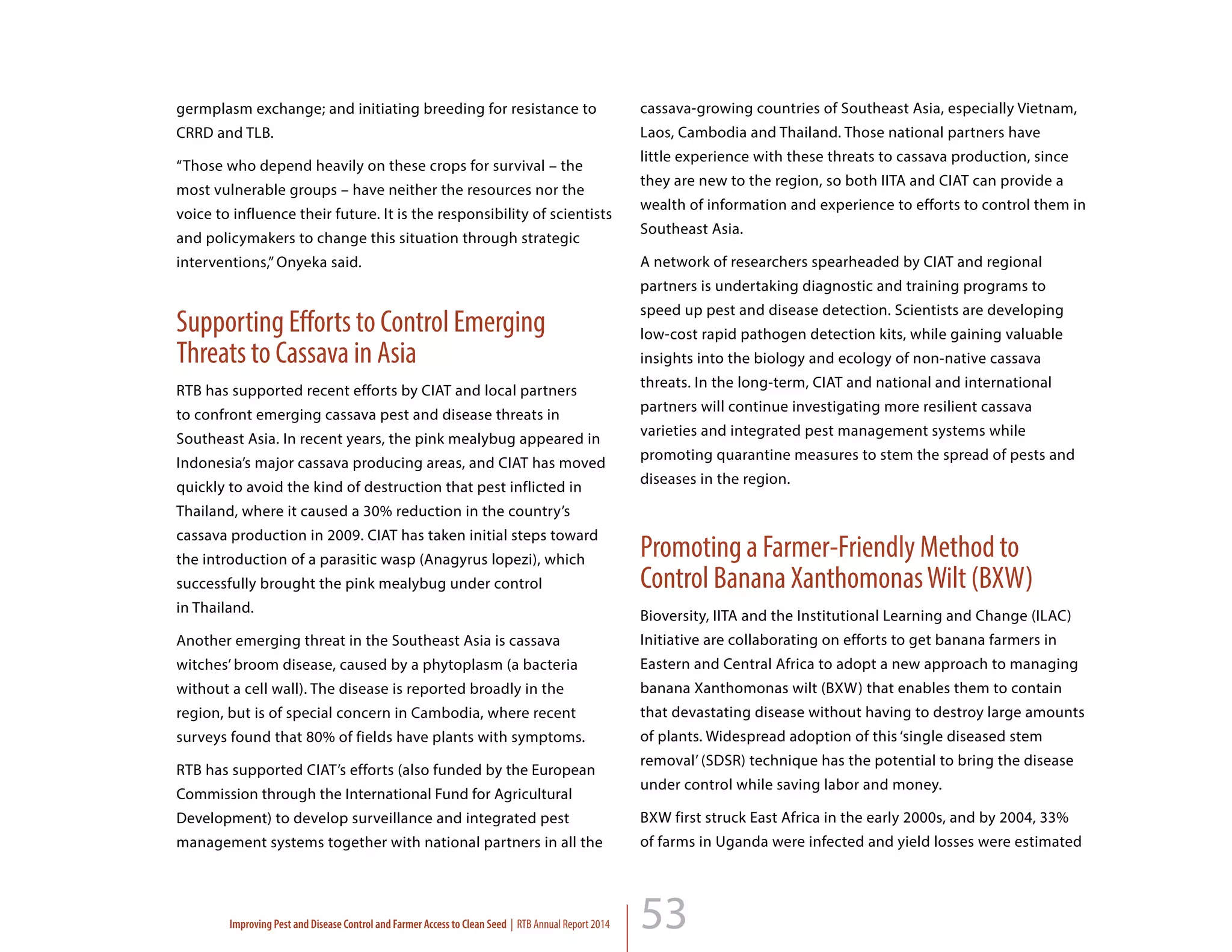 53
germplasm exchange; and initiating breeding for resistance to
CRRD and TLB.
“Those who depend heavily on these crops for survival – the
most vulnerable groups – have neither the resources nor the
voice to influence their future. It is the responsibility of scientists
and policymakers to change this situation through strategic
interventions,” Onyeka said.
Supporting Efforts to Control Emerging
Threats to Cassava in Asia
RTB has supported recent efforts by CIAT and local partners
to confront emerging cassava pest and disease threats in
Southeast Asia. In recent years, the pink mealybug appeared in
Indonesia’s major cassava producing areas, and CIAT has moved
quickly to avoid the kind of destruction that pest inflicted in
Thailand, where it caused a 30% reduction in the country’s
cassava production in 2009. CIAT has taken initial steps toward
the introduction of a parasitic wasp (Anagyrus lopezi), which
successfully brought the pink mealybug under control 		
in Thailand.
Another emerging threat in the Southeast Asia is cassava
witches’ broom disease, caused by a phytoplasm (a bacteria
without a cell wall). The disease is reported broadly in the
region, but is of special concern in Cambodia, where recent
surveys found that 80% of fields have plants with symptoms.
RTB has supported CIAT’s efforts (also funded by the European
Commission through the International Fund for Agricultural
Development) to develop surveillance and integrated pest
management systems together with national partners in all the
cassava-growing countries of Southeast Asia, especially Vietnam,
Laos, Cambodia and Thailand. Those national partners have
little experience with these threats to cassava production, since
they are new to the region, so both IITA and CIAT can provide a
wealth of information and experience to efforts to control them in
Southeast Asia.
A network of researchers spearheaded by CIAT and regional
partners is undertaking diagnostic and training programs to
speed up pest and disease detection. Scientists are developing
low-cost rapid pathogen detection kits, while gaining valuable
insights into the biology and ecology of non-native cassava
threats. In the long-term, CIAT and national and international
partners will continue investigating more resilient cassava
varieties and integrated pest management systems while
promoting quarantine measures to stem the spread of pests and
diseases in the region.
Promoting a Farmer-Friendly Method to
Control Banana XanthomonasWilt (BXW)
Bioversity, IITA and the Institutional Learning and Change (ILAC)
Initiative are collaborating on efforts to get banana farmers in
Eastern and Central Africa to adopt a new approach to managing
banana Xanthomonas wilt (BXW) that enables them to contain
that devastating disease without having to destroy large amounts
of plants. Widespread adoption of this ‘single diseased stem
removal’ (SDSR) technique has the potential to bring the disease
under control while saving labor and money.
BXW first struck East Africa in the early 2000s, and by 2004, 33%
of farms in Uganda were infected and yield losses were estimated
Improving Pest and Disease Control and Farmer Access to Clean Seed | RTB Annual Report 2014
 