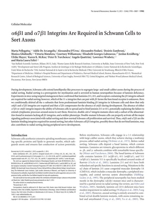 Cellular/Molecular
␣6␤1 and ␣7␤1 Integrins Are Required in Schwann Cells to
Sort Axons
Marta Pellegatta,1,2 Ade`le De Arcangelis,3 Alessandra D’Urso,1 Alessandro Nodari,1 Desire´e Zambroni,1
Monica Ghidinelli,1,2 Vittoria Matafora,1 Courtney Williamson,2 Elisabeth Georges-Labouesse,3†
Jordan Kreidberg,4
Ulrike Mayer,5 Karen K. McKee,6 Peter D. Yurchenco,6 Angelo Quattrini,1 Lawrence Wrabetz,1,2
and Maria Laura Feltri1,2
1San Raffaele Scientific Institute, Milano 20132, Italy, 2Hunter James Kelly Research Institute, University at Buffalo, State University of New York, New York
14203, 3Development and Stem Cells Program, Institut de Ge´ne´tique et de Biologie Mole´culaire et Cellulaire, Centre National de la Recherche Scientifique,
Unite´ Mixte de Recherche 7104, Institut National de la Sante´ et de la Recherche Me´dicale U964, Universite´ de Strasbourg, Illkirch 67404, France,
4Department of Medicine, Children’s Hospital Boston and Department of Pediatrics, Harvard Medical School, Boston, Massachusetts 02115, 5Biomedical
Research Centre, School of Biological Sciences, University of East Anglia, Norwich NR4 7TJ, United Kingdom, and 6Robert Wood Johnson Medical School,
Piscataway, New Jersey, New Jersey 08854
During development, Schwann cells extend lamellipodia-like processes to segregate large- and small-caliber axons during the process of
radial sorting. Radial sorting is a prerequisite for myelination and is arrested in human neuropathies because of laminin deficiency.
Experimentsinmiceusingtargetedmutagenesishaveconfirmedthatlaminins211,411,andreceptorscontainingthe␤1integrinsubunit
arerequiredforradialsorting;however,whichofthe11 ␣integrinsthatcanpairwith ␤1formsthefunctionalreceptorisunknown.Here
we conditionally deleted all the ␣ subunits that form predominant laminin-binding ␤1 integrins in Schwann cells and show that only
␣6␤1 and ␣7␤1 integrins are required and that ␣7␤1 compensates for the absence of ␣6␤1 during development. The absence of either
␣7␤1 or ␣6␤1 integrin impairs the ability of Schwann cells to spread and to bind laminin 211 or 411, potentially explaining the failure to
extend cytoplasmic processes around axons to sort them. However, double ␣6/␣7 integrin mutants show only a subset of the abnormal-
ities found in mutants lacking all ␤1 integrins, and a milder phenotype. Double-mutant Schwann cells can properly activate all the major
signalingpathwaysassociatedwithradialsortingandshownormalSchwanncellproliferationandsurvival.Thus,␣6␤1and␣7␤1arethe
laminin-bindingintegrinsrequiredforaxonalsorting,butotherSchwanncell␤1integrins,possiblythosethatdonotbindlaminins,may
also contribute to radial sorting during peripheral nerve development.
Introduction
Schwann cells synthesize extensive spiraling membranes contain-
ing specific proteins and lipids to generate myelin, which safe-
guards axons and ensures fast conduction of action potentials.
Before myelination, Schwann cells engage in a 1:1 relationship
with large-caliber axons, which they achieve during a multistep
process called radial sorting (Webster et al., 1973). Before radial
sorting, Schwann cells deposit a basal lamina, which contain
laminins. Laminins are trimeric glycoproteins in which different
␣-, ␤-, and ␥- subunits combine with remarkable tissue specific-
ity (Miner and Yurchenco, 2004). The basal lamina of Schwann
cells contains laminin 211 (␣2␤1␥1), 411 (␣4␤1␥1), and 511
(␣5␤1␥1); laminin 511 is specifically localized around nodes of
Ranvier (Occhi et al., 2005). Laminins 211 and 411 have both
redundantandspecificfunctionsinaxonalsorting.Mutationsinthe
␣2 chain of laminin 211 cause congenital muscular dystrophy 1A
(CMD1A), which includes a muscular dystrophy, a peripheral neu-
ropathy, and central nervous system abnormalities (Helbling-
Leclerc et al., 1995). The peripheral neuropathy has been studied
mostly in the dystrophic (dy/dy) mutant mice and is character-
ized by a partial arrest in radial sorting (for review, see Feltri and
Wrabetz, 2005). Similarly, laminin ␣4 (411) deficient mice have
modest impairment in radial sorting (Wallquist et al., 2005; Yang
et al., 2005). However, axonal sorting is entirely arrested in com-
bined ␣2/␣4 double laminin mutants, with axons remaining na-
ked and amyelinated (Yang et al., 2005; Yu et al., 2005). This
Received July 18, 2013; revised Oct. 3, 2013; accepted Oct. 5, 2013.
Author contributions: M.P., L.W., and M.L.F. designed research; M.P., A. D’Urso, A.N., D.Z., M.G., V.M., C.W.,
K.K.M.,andA.Q.performedresearch;A.DeArcangelis,E.G.-L.,J.K.,U.M.,K.K.M.,andP.D.Y.contributedunpublished
reagents/analytic tools; M.P., D.Z., P.D.Y., A.Q., L.W., and M.L.F. analyzed data; M.P. and M.L.F. wrote the paper.
This work was supported by National Institute of Neurological Disorders and Stroke R01NS045630 to M.L.F.,
R01NS055256toL.W.,andR01DK36425toP.D.Y.,TelethonItalia(GPP10007AtoM.L.F.andGG10007CtoL.W.),and
the European Community’s Seventh Framework Programme (FP7/2007-2013) HEALTH-F2-2008-201535, UE-FP7
(NGIDD).WethankGuidoTarone(UniversityofTorino),MichaelDiPersio(AlbanyMedicalCollege),ArnoudSonnen-
berg (The Netherlands Cancer Institute), Lydia Sorokin (University of Mu¨nster), and Virginia Lee (University of
Pennsylvania)forantibodies;AngelaBachi(SanRaffaeleScientificInstitute)forusefulsuggestionsandaccesstothe
proteomic facility; and Nilo Riva (San Raffaele Hospital) for help with morphometry.
ThisworkwouldnothavebeenpossiblewithoutthecontributionofElisabethGeorges-Labouessewhoprovided
␣6-floxed mice. Sadly, Elisabeth passed away prematurely on July 21, 2012.
The authors declare no competing financial interests.
†
Deceased July 21, 2012.
Correspondence should be addressed to Dr. Maria Laura Feltri, Hunter James Kelly Research Institute, State
University of New York at Buffalo, Department of Biochemistry & Neurology, School of Medicine and Biomedical
Sciences, New York Center of Excellence in Bioinformatics & Life Sciences, 701 Ellicott Street, B4-322, Buffalo, NY
14203. E-mail: mlfeltri@buffalo.edu.
DOI:10.1523/JNEUROSCI.3179-13.2013
Copyright © 2013 the authors 0270-6474/13/3317995-13$15.00/0
The Journal of Neuroscience, November 13, 2013 • 33(46):17995–18007 • 17995
 