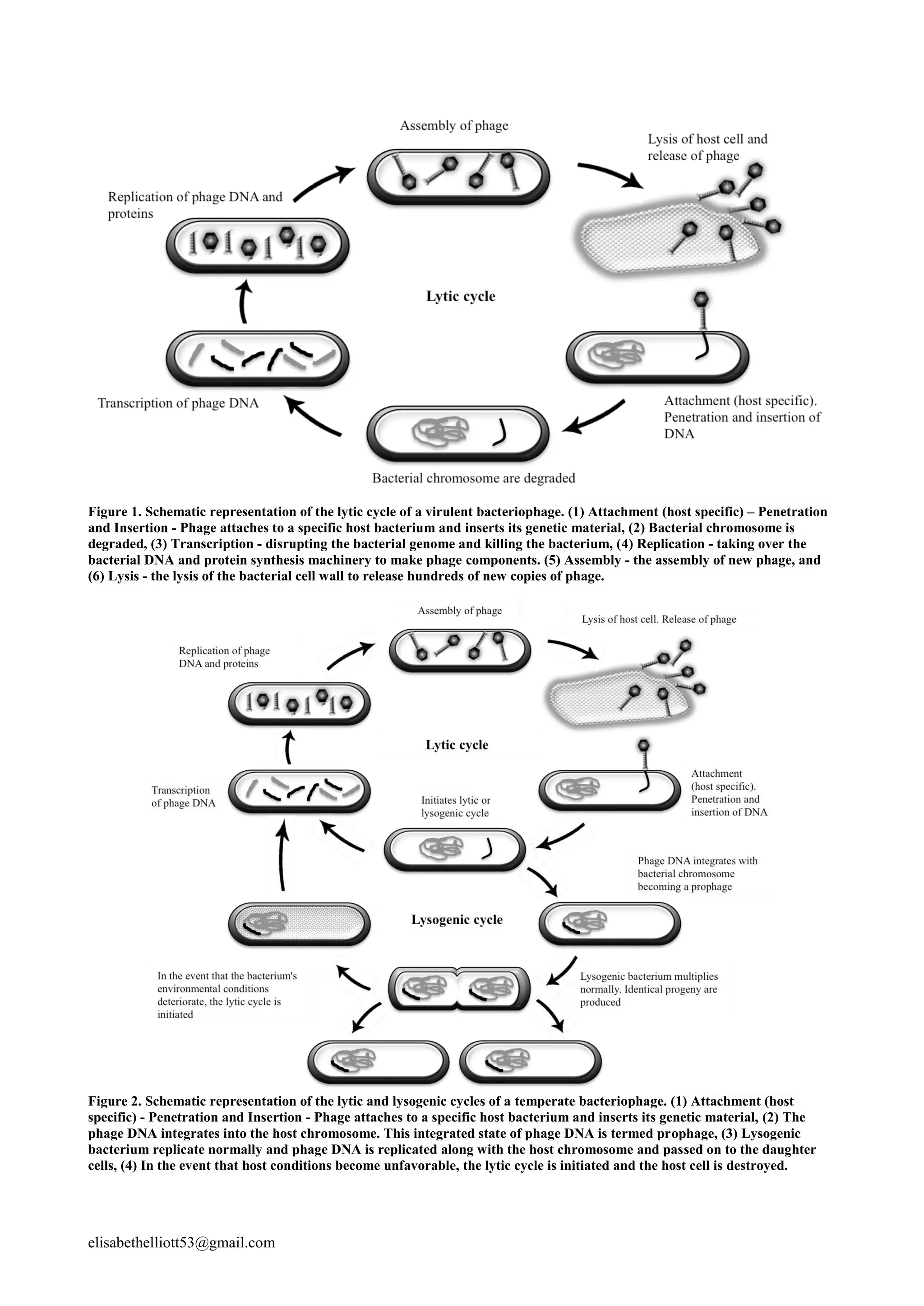 BACTERIOPHAGE THERAPY IN AQUACULTURE – FRIEND OR FOE | PDF
