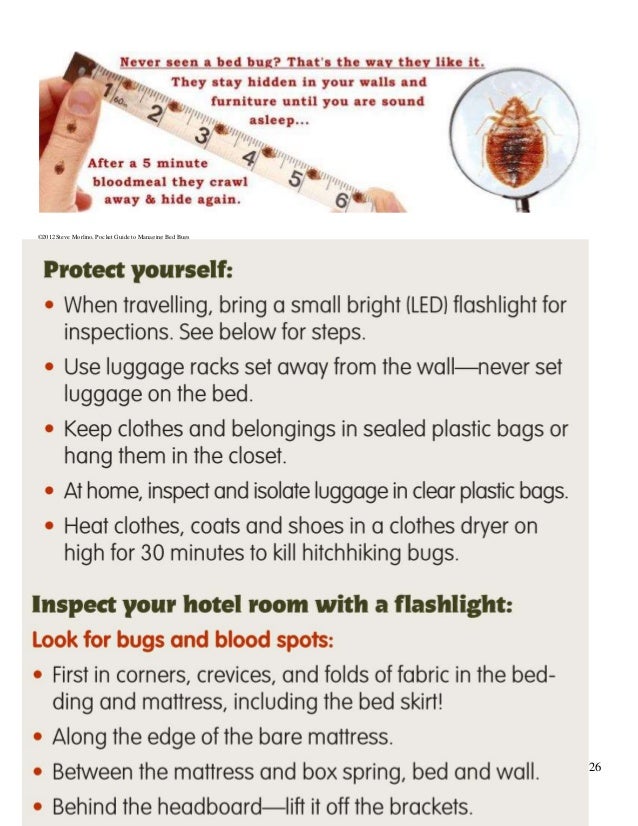 Bed Bug Guide for Schools with additional graphics for A5 format