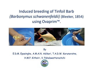 Induced breeding of Tinfoil Barb
(Barbonymus schwanenfeldii) (Bleeker, 1854)
using Ovaprim .
By
E.D.M. Epasinghe, A.M.A.N. Adikari, T.A.D.W. Karunaratne,
H.M.P. Kithsiri, V. Pahalawattarachchi
 