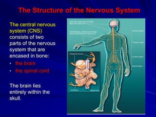 The Structure of the Nervous System
The central nervous
system (CNS)
consists of two
parts of the nervous
system that are
encased in bone:
• the brain
• the spinal cord
The brain lies
entirely within the
skull.
 