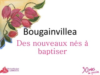 Bougainvillea
Des nouveaux nés à
baptiser
 