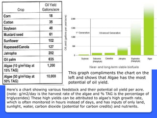 Here's a chart showing various feedstock and their potential oil yield per acre.
(note: g/m2/day is the harvest rate of the algae and % TAG is the percentage of
triglycerides) These high yields can be attributed to algae's high growth rate,
which is often monitored in hours instead of days, and has inputs of only land,
sunlight, water, carbon dioxide (potential for carbon credits) and nutrients.
This graph compliments the chart on the
left and shows that Algae has the most
potential of oil yield.
 