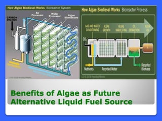 Benefits of Algae as Future
Alternative Liquid Fuel Source
 