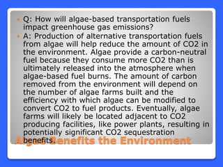 Algae Benefits the Environment
 Q: How will algae-based transportation fuels
impact greenhouse gas emissions?
 A: Production of alternative transportation fuels
from algae will help reduce the amount of CO2 in
the environment. Algae provide a carbon-neutral
fuel because they consume more CO2 than is
ultimately released into the atmosphere when
algae-based fuel burns. The amount of carbon
removed from the environment will depend on
the number of algae farms built and the
efficiency with which algae can be modified to
convert CO2 to fuel products. Eventually, algae
farms will likely be located adjacent to CO2
producing facilities, like power plants, resulting in
potentially significant CO2 sequestration
benefits.
 