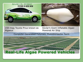 Real-Life Algae Powered Vehicles
150-mpg Toyota Prius known as
Algaeus
Kevlar’s Giant Inflatable Algae-
Powered Air Ship
Computer-Generated Futuristic Photobioreactor Farm
 