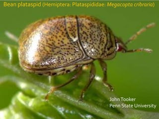 Bean plataspid (Hemiptera: Plataspididae: Megacopta cribraria)

John Tooker
Penn State University

 