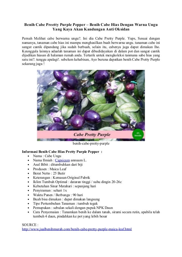 Benih Cabe Preetty Purple Pepper Benih Cabe Hias Dengan Warna Ungu