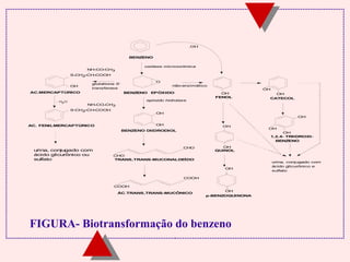 BENZENO 
oxidase microssômica 
O 
não-enzimático 
BENZENO EPÓXIDO 
NH-CO-CH3 
S-CH2-CH-COOH 
OH 
AC.MERCAPTÚRICO 
glutationa S-transferase 
NH-CO-CH3 
S-CH2-CH-COOH 
- H2O 
AC. FENILMERCAPTÚRICO 
BENZENO DIIDRODIOL 
CHO 
TRANS,TRANS-MUCONALDEÍDO 
COOH 
epóxido hidrolase 
CHO 
COOH 
OH 
OH 
ÁC.TRANS,TRANS-MUCÔNICO 
OH 
.OH 
FENOL 
OH 
OH 
OH 
OH 
p-BENZOQUINONA 
OH 
OH 
CATECOL 
OH 
OH 
OH 
1,2,4- TRIIDROXI-BENZENO 
urina, conjugado com 
ácido glicurônico e 
sulfato 
urina, conjugado com QUINOL 
ácido glicurônico ou 
sulfato 
FIGURA- Biotransformação do benzeno 
 
