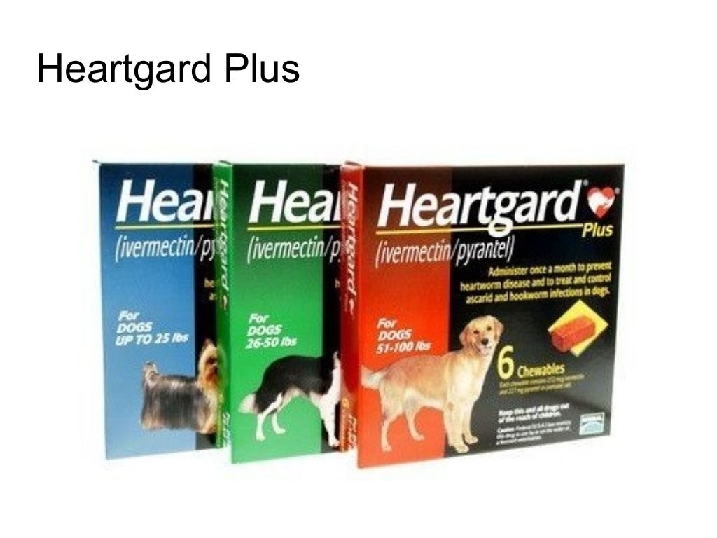 5 best heartworm preventive treatments for dogs