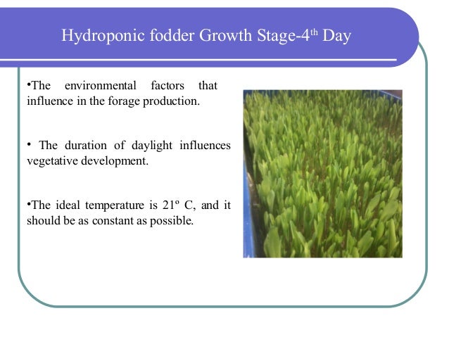 What Is Hydroponic Fodder Production