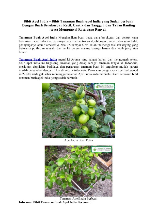85+ Gambar Pohon Buah Apel India HD 85+ Gambar Pohon Buah Apel India HD