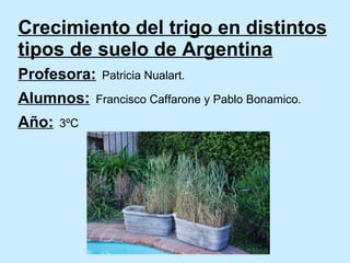 Crecimiento del trigo en distintos tipos de suelo de Argentina Profesora:   Patricia Nualart. Alumnos:   Francisco Caffarone y Pablo Bonamico. Año:   3ºC 