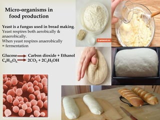 Micro-organisms in
food production
Yeast is a fungus
used in bread
making.
Micro-organisms in
food production
Yeast is a fungus used in bread making.
Yeast respires both aerobically &
anaerobically.
When yeast respires anaerobically
= fermentation
Glucose Carbon dioxide + Ethanol
C6H12O6. 2CO2 + 2C2H5OH
 