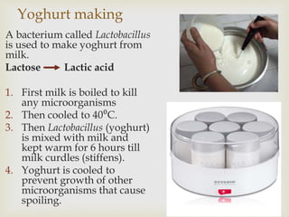 Yoghurt making
A bacterium called Lactobacillus
is used to make yoghurt from
milk.
Lactose Lactic acid
1. First milk is boiled to kill
any microorganisms
2. Then cooled to 40⁰C.
3. Then Lactobacillus (yoghurt)
is mixed with milk and
kept warm for 6 hours till
milk curdles (stiffens).
4. Yoghurt is cooled to
prevent growth of other
microorganisms that cause
spoiling.
 