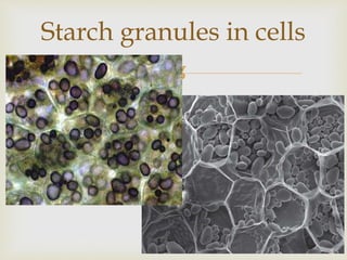 
Starch granules in cells
 