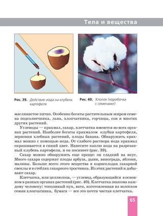 Тела и вещества
Рис. 39. Действие иода на клубень
картофеля
Рис. 40. Хлопок (коробочка
с семенами)
маслянистое пятно. Особенно богаты растительным жиром семе-
на подсолнечника, льна, хлопчатника, горчицы, сои и многих
других растений.
Углеводы — крахмал, сахар, клетчатка имеются во всех орга-
нах растений. Наиболее богаты крахмалом клубни картофеля,
зерновки хлебных растений, плоды банана. Обнаружить крах-
мал можно с помощью иода. От слабого раствора иода крахмал
окрашивается в синий цвет. Нанесите каплю иода на разрезан-
ный клубень картофеля, и он посинеет (рис. 39).
Сахар можно обнаружить еще проще: он сладкий на вкус.
Много сахара содержат плоды арбуза, дыни, винограда, яблони,
малины. Больше всего этого вещества в корнеплодах сахарной
свеклы и в стеблях сахарного тростника. Из этих растений и добы-
вают сахар.
Клетчатка, или целлюлоза, — углевод, образующийся в основ-
ном в разных органах растений (рис. 40). Клетчатка знакома каж-
дому человеку: тополиный пух, вата, изготовленная из волосков
семян хлопчатника, бумага — все это почти чистая клетчатка.
65
 