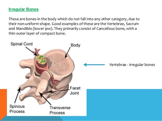 irregular bones