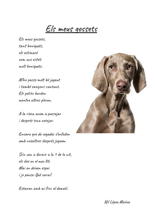 Els meus gossets
Els meus gossets,
tant boniquets,
els estimaré
com uns estels
molt boniquets.
M’ho passo molt bé jugant
i també cançons cantant.
Els petits borden
mentre altres ploren.
A la riera anem a passejar
i després toca netejar.
Encara que de vegades s’enfaden
amb nosaltres després juguem.
Se'n van a dormir a la 1 de la nit,
els dos en el meu llit.
Mai en deixen espai
i jo penso: Què carai!
Estaran amb mi fins al dematí.
Nil Lòpez Muñoz
 