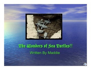 The Wonders of Sea Turtles!!
     Written By Maddie
 