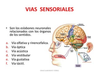 VIAS SENSORIALES
• Son los eslabones neuronales
relacionados con los órganos
de los sentidos.
a. Vía olfativa y rinencefalica.
b. Vía óptica
c. Vía acústica
d. Vía vestibular
e. Vía gustativa
f. Vía táctil.
DAVID SUMERENTE TORRES
 