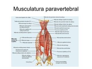 Musculatura paravertebral
 