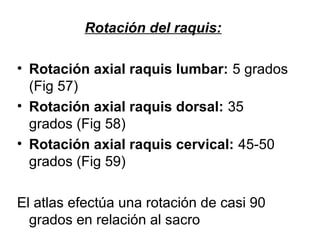 Rotación del raquis:
• Rotación axial raquis lumbar: 5 grados
(Fig 57)
• Rotación axial raquis dorsal: 35
grados (Fig 58)
• Rotación axial raquis cervical: 45-50
grados (Fig 59)
El atlas efectúa una rotación de casi 90
grados en relación al sacro
 